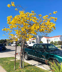 Image result for Handroanthus chrysotrichus