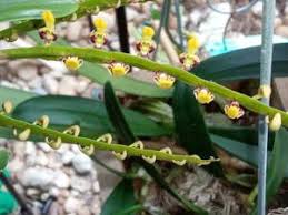 Image result for Bulbophyllum stolzii