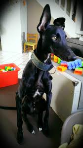 Les compétences d'un peintre et d'un artiste ornemental. Galgo Espagnol Levrier Espagnol Les Avis Et Les Photos Des Internautes Les Avis Choisir Son Chien
