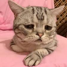 50 hình ảnh mèo cute, dễ thương với những biểu cảm hài hước