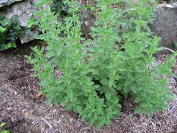 There is some controversy over how much is ideal, but generally, the oil should have between 60% to 80% carvacrol. Oregano Growing And Harvest Information Veggieharvest Com