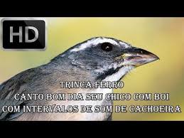 Canto De Trinca Ferro Bom Dia Seu Chico Com Boi Pin Em Canto Trinca Ferro