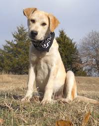 It often won't suit apartment living. Caleb The Great Pyrenees Siberian Husky Lab Mix Dogperday Cute Puppy Pictures Dog Photos Cute Videos Holistic Pet Care Holistic Pet Dog Photos Puppy Pictures