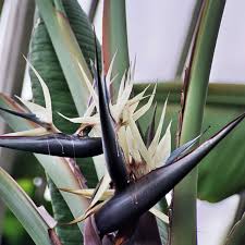 Image result for Strelitzia alba