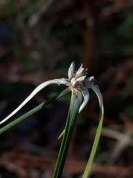 Image result for Rhynchospora brevirostris