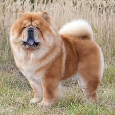 We did not find results for: 40 Best Medium Sized Dog Breeds List Of Popular Cute Medium Sized Dogs For Families