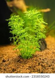 Image result for Limnophila indica