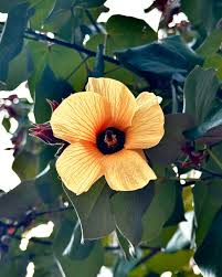 Image result for Hibiscus engleri