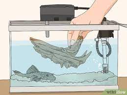 Check spelling or type a new query. 3 Ways To Feed A Pleco Wikihow