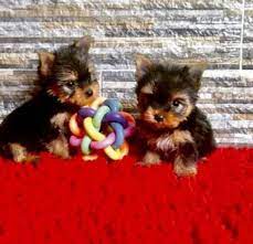 Check spelling or type a new query. Pure Bred Small Tea Cup Yorkie Puppies For Sale On Midway City California Teacup Yorkie Puppy Yorkie Puppy For Sale Yorkie Puppy