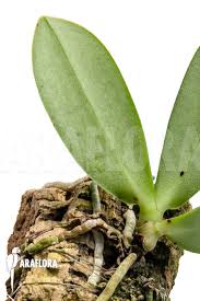 Image result for Aerangis appendiculata