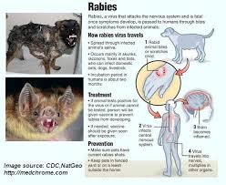 The virus is then introduced to the tissue. Maine Law Requires Rabies Vaccinations New England Animal Hospital Facebook