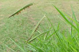 Image result for Urochloa