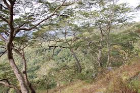 Image result for Brachystegia microphylla