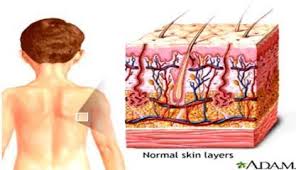 View quizzes to take 3. Soal Ipa Materi Sistem Ekskresi Proprofs Quiz
