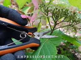 For this reason, many gardeners cut them back to the ground (within 6″) in late winter or early spring. Hydrangea Pruning Deadheading For Beginners Empress Of Dirt
