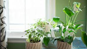 Artificial hanging plants 2pcs 3.3ft fake ivy vine fake ivy leaves with 2pcs 20 led fairy lights for wall home room garden wedding garland outside decoration (no baskets) 4.1 out of 5 stars. 12 Best Houseplants For Sunny Windows