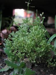 Image result for Polycarpon