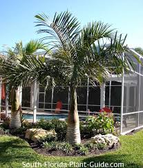 Spindle Palm
