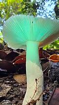 Image result for Russula perlactea