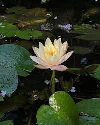 Image result for Nymphaeaceae