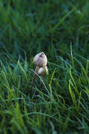 Pin On Magic Mushroom