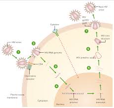 Image result for HIV Pathophysiology