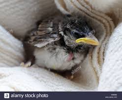 nestling stock photos nestling stock images alamy