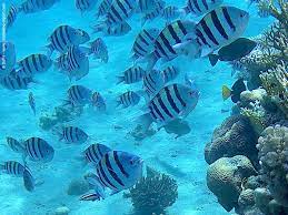 We have reviews of the best places to see in eilat. Snorkeling In Israel The Best Snorkeling Spots In Eilat Tel Aviv