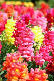 They are bright, desired, pleasantly smell. 15 Best Annual Flowers Annual Flowers List