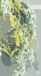 free wallpaper iphone smartphone illustration mimoza green yellow スマホ 壁紙 おしゃれ イラスト 背景 グリーン 緑 黄色 ミモザ 壁紙 スマホ壁紙 おしゃれ イラスト