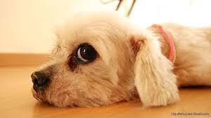 How to set a dog wallpaper for an android device? Cute Dogs Wallpaper Windows 10 Wallpapers