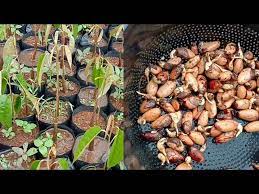 Dalam video kali ini saya. Cara Semai Biji Durian Yang Benar 100 Tumbuh Youtube