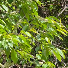 Image result for Prunus serotina