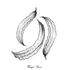 Just to know that how to draw a seed with its basic parts Hand Drawn Of Fresh Green Winged Beans Drawing By Iam Nee