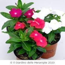 Articoli magici e interessanti che non puoi trovare altrove. Piante Da Fiori Stagionali Per Vaso Fiorito