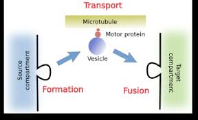 Each organelle has a different purpose inside the cell. The Cell More Information Vesicles Atlas Of Plant And Animal Histology