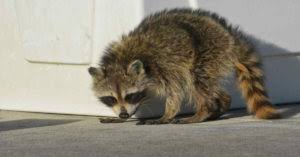 Males do not tolerate their young very well and tend to be aggressive toward them. Raccoons World Rabies Day Arrow Exterminating