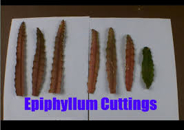 I usually keep my leaf cutting on the dry side until i know for darn sure it's rooted. Epiphyllum Part 2 How To Take Cuttings Of Epiphyllum Cacti And Succulents Desert Plants Propagating Cactus
