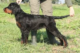 Image result for skotský setr gordonsetr