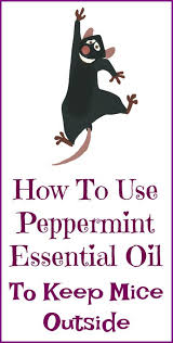 Peppermint Oil For Getting Rid Of Mice Organic Palace Queen Getting Rid Of Mice Peppermint Essential Oil Essential Oils