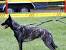 Puppy Long Haired Dutch Shepherd