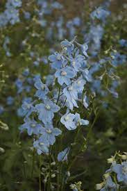 Pin On Delphinium