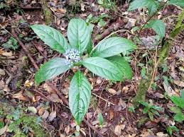 Image result for Dissotis melleri