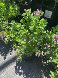 Image result for Polygala filicaulis