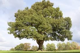 The flowers are catkins, produced in the spring. Holm Oak Tree Lovetoknow