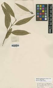 Image result for Hunteria zeylanica