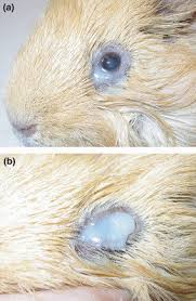 White Discharge From An Otherwise Normal Guinea Pig Eye A Mild Download Scientific Diagram
