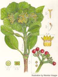 Image result for Psychotria palustris