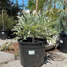 Image result for Cussonia